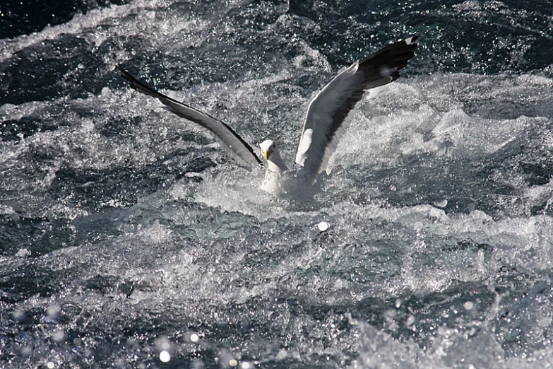 seagulls flying over the rough water waves