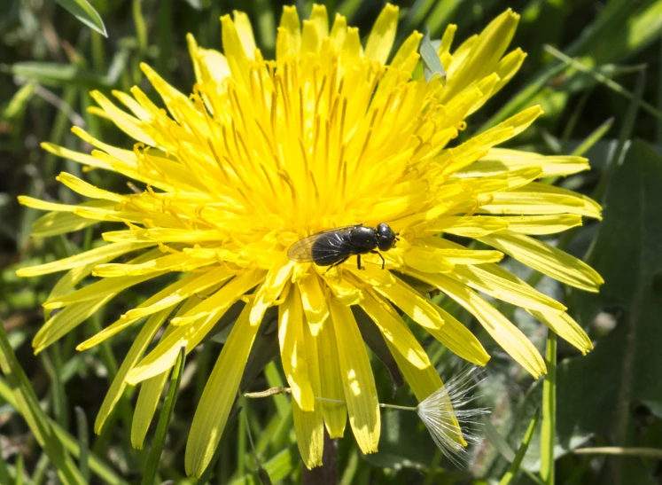a fly sitting on a dandelion looking into the distance