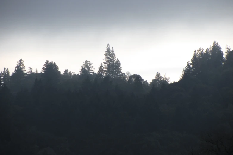 silhouette of a large group of trees against a grey sky