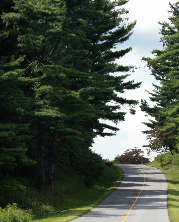 the road is lined with tall trees on either side