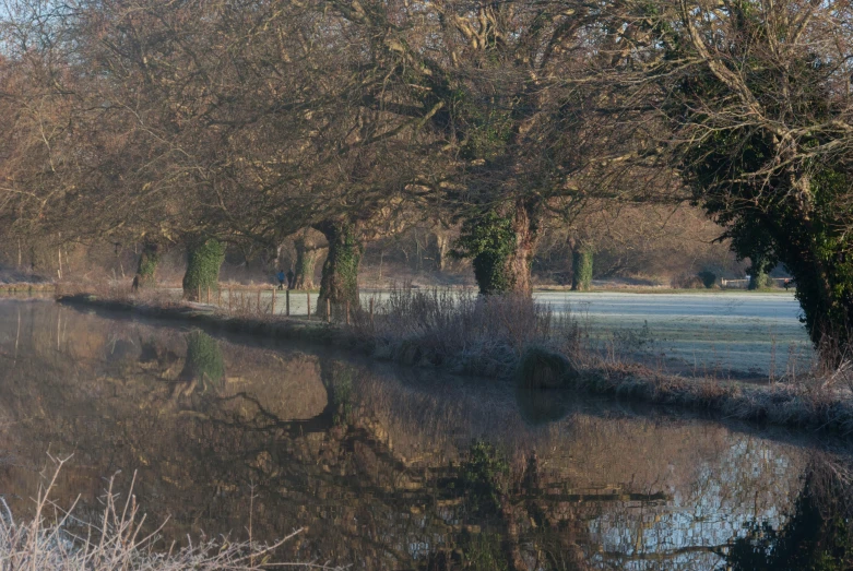 an empty pond next to a wooded area with trees