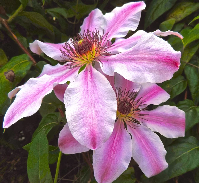 three large pink flowers with green leaves