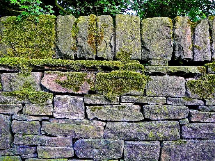 green plants and moss growing on the rocks