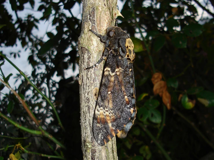 a brown and black bug that is stuck in a tree