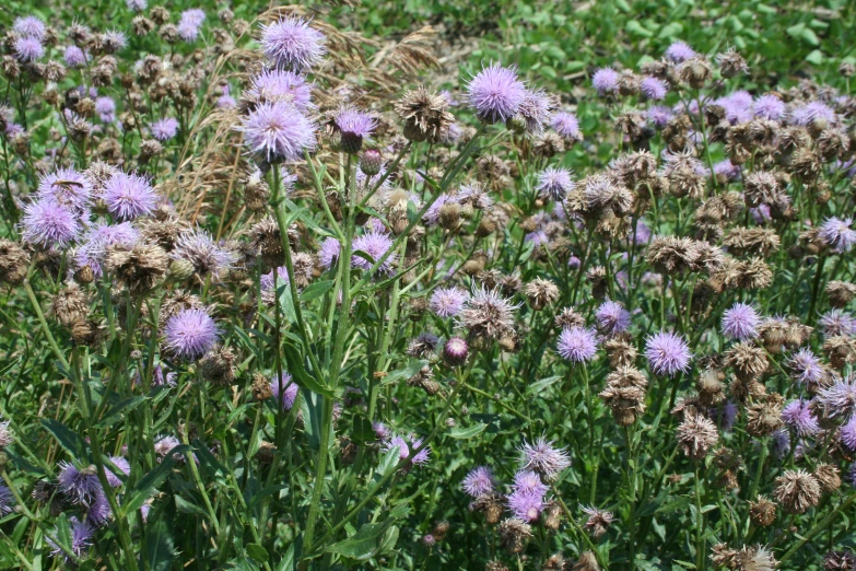 wild flowers in the middle of a green field