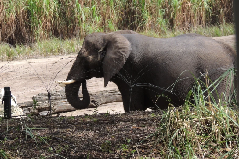 an elephant stands on the ground near a fallen tree