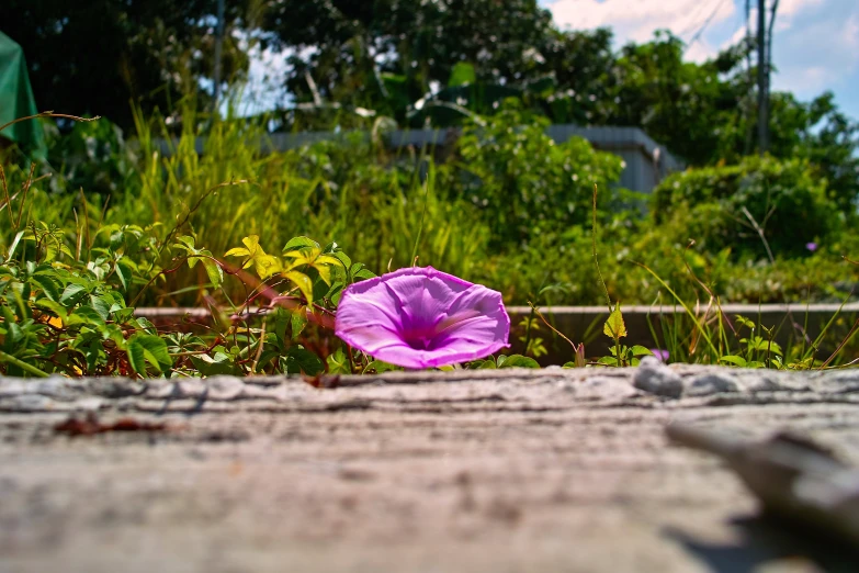 a pink flower laying on a ground in front of trees