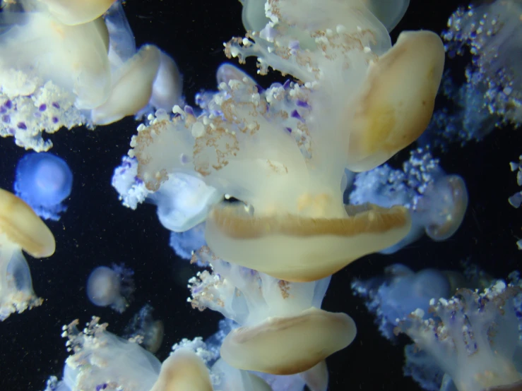 an image of jellyfishs in the ocean