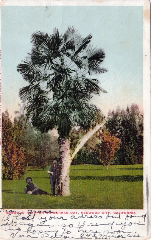 a tree in an old po with writing around it