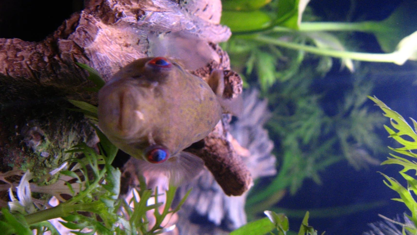 a little fish sits on top of a nch in a aquarium