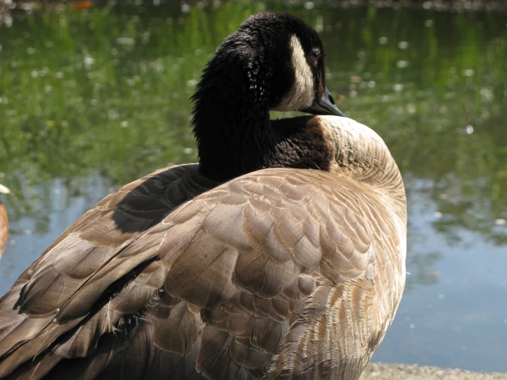 a brown and black duck resting on the edge of a pond