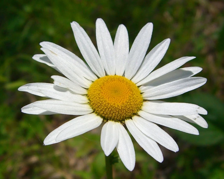 a white and yellow flower with green background