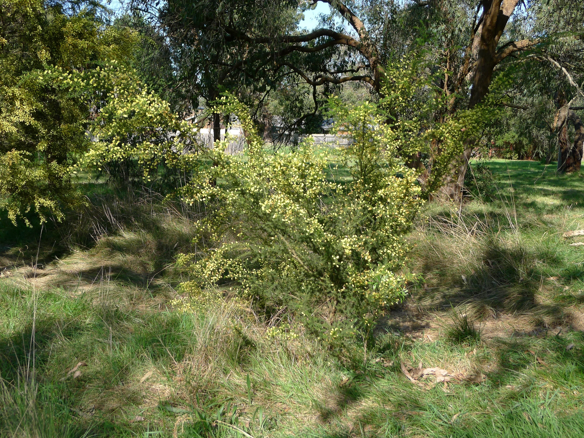 trees are around a fire hydrant by the side of the road