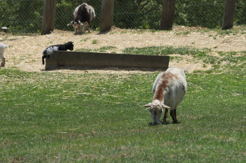 several small goats grazing in a grassy field