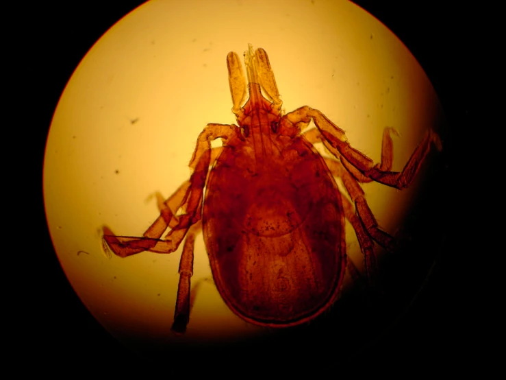 a close up of a bug on a sphere