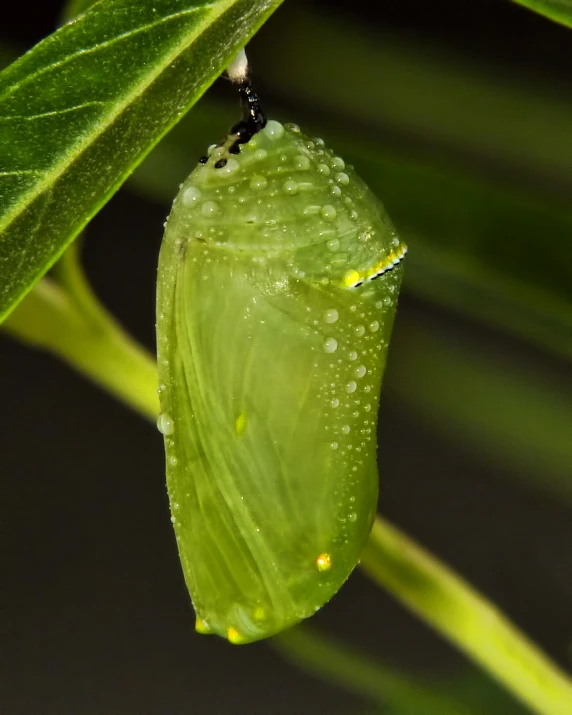 a leaf is suspended on to a green bug lazily