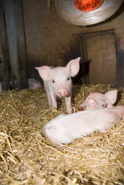 the baby pigs are in the hay with its mother