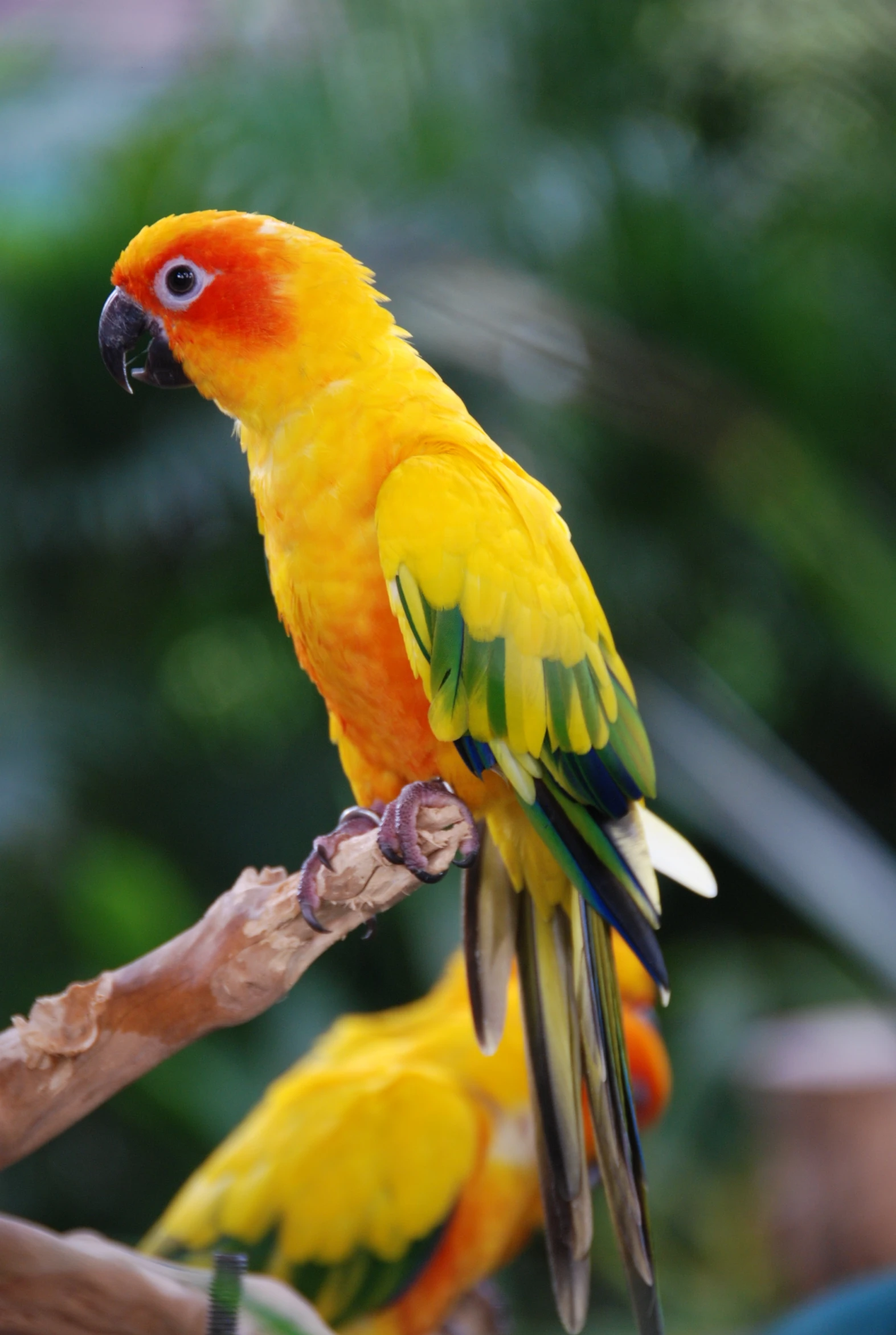 two large colorful birds sitting on a nch