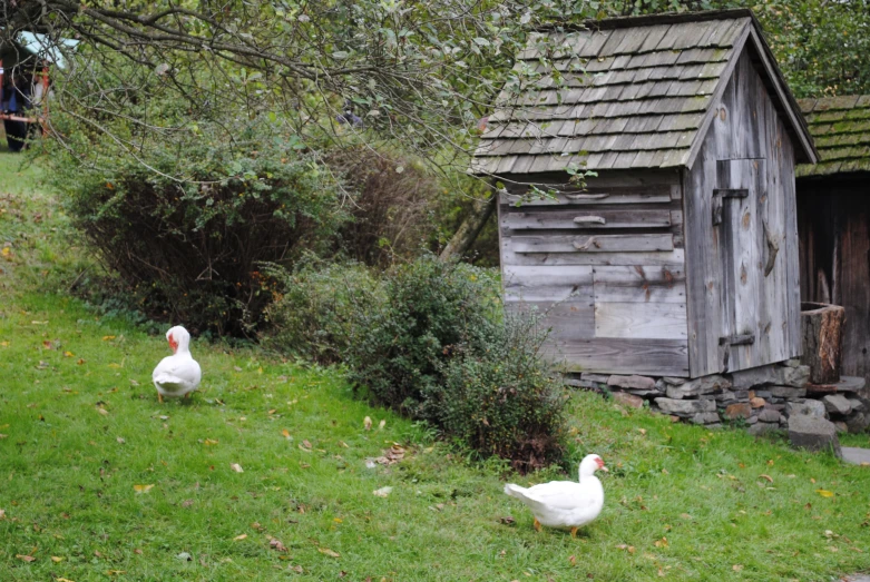 three ducks sit near a building in a grassy area