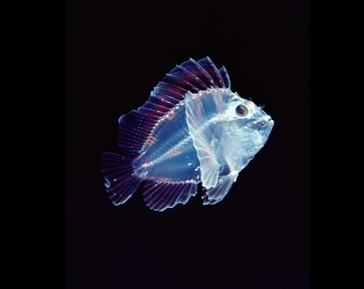 a fish in the dark on a black background