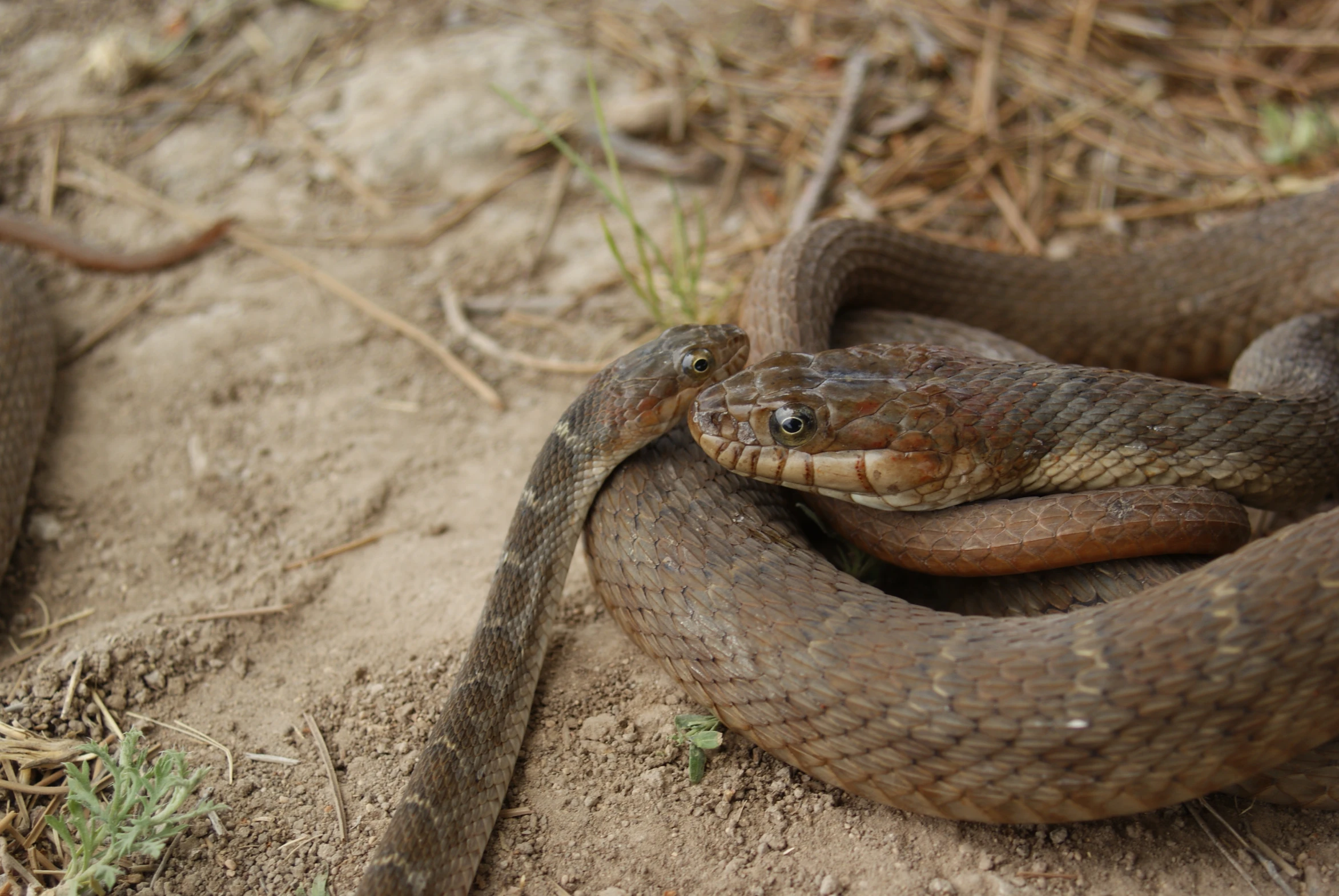 two large brown snakes are on the ground