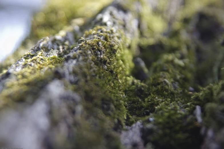 closeup image of mossy and licheny on rock