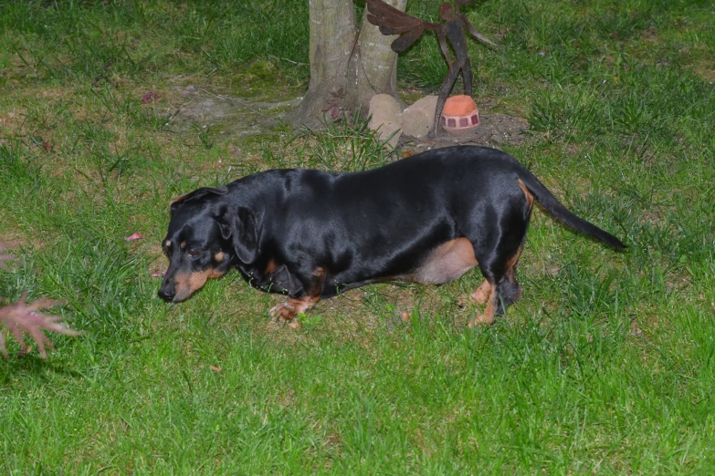 a black and brown dog is standing on grass