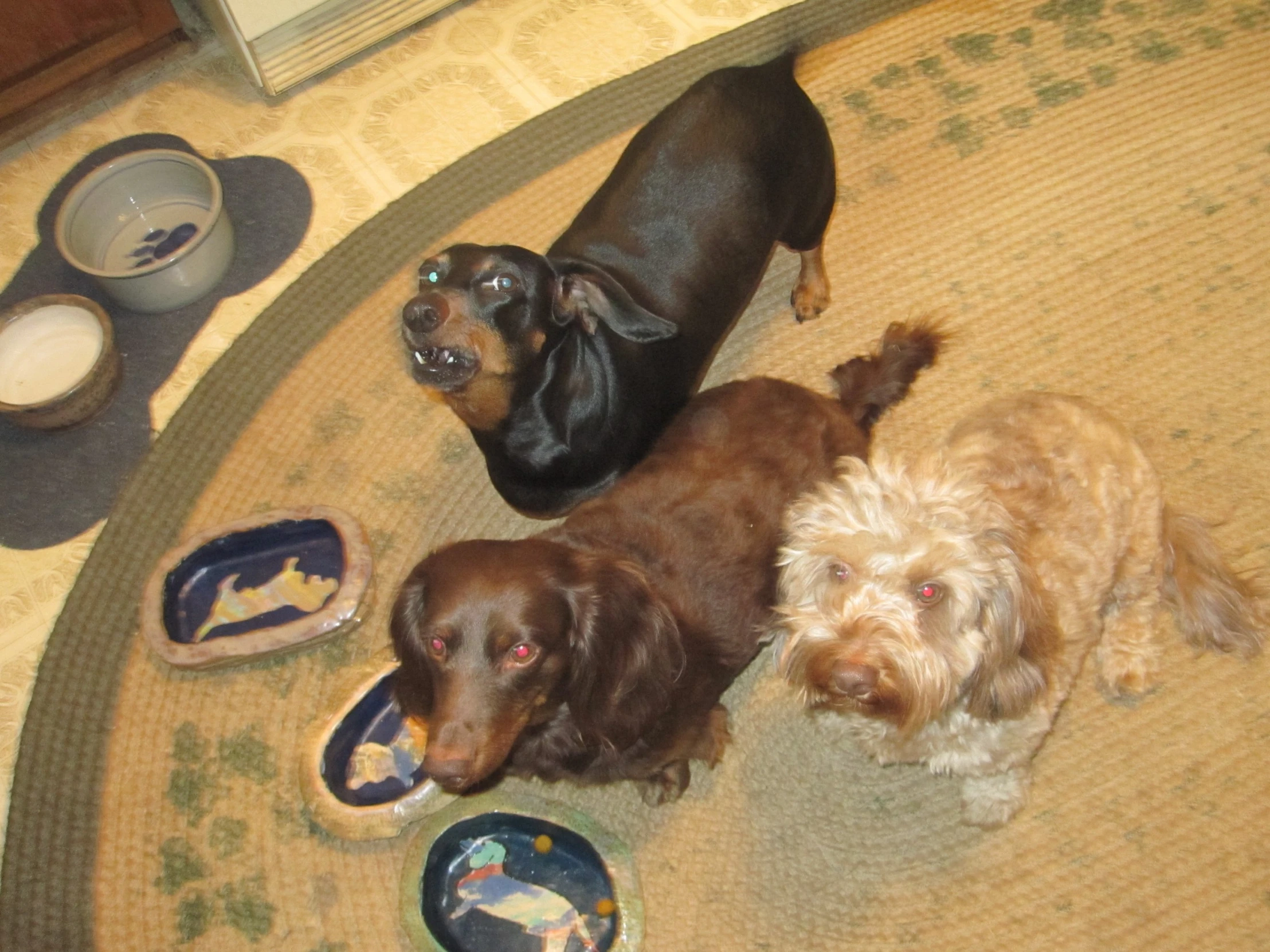 a group of small brown dogs sitting on top of a kitchen floor