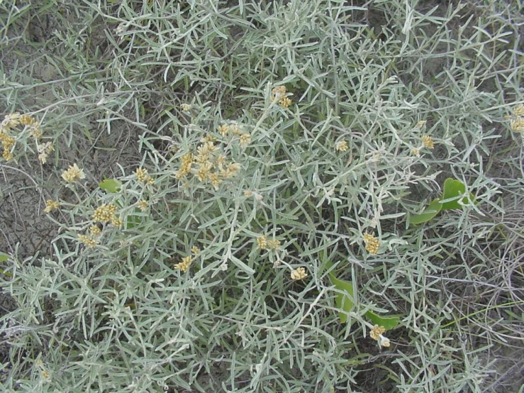 a green bush with some yellow flowers growing on it