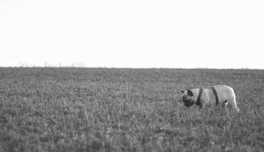 an animal standing in the grass on a sunny day