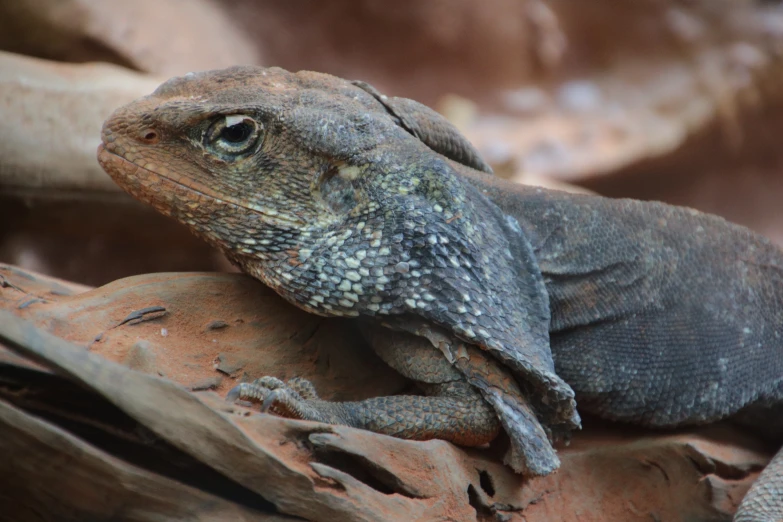 an iguana laying on a rock next to some trees