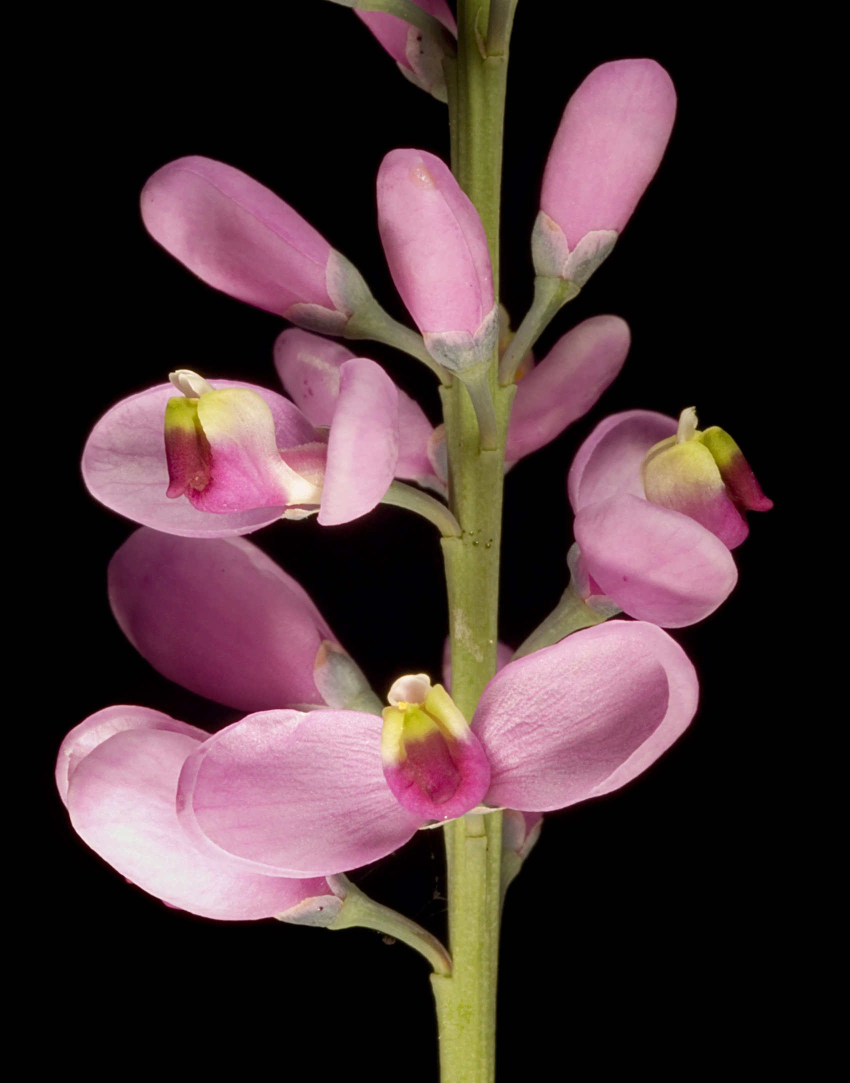 a pink flower with long stem standing up