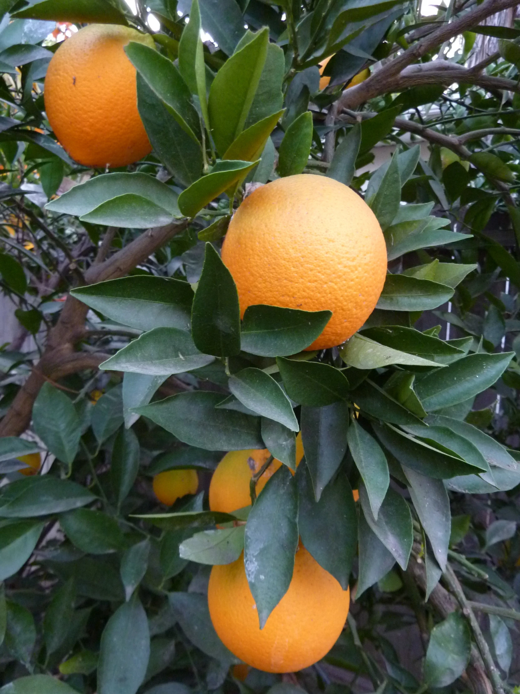 oranges on the tree waiting to be picked