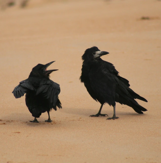 two large black crows on the beach next to each other