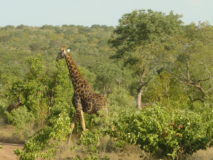 a large giraffe is standing near the brush