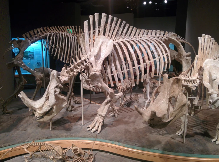 a bunch of stuffed animal skeletons on display in a museum