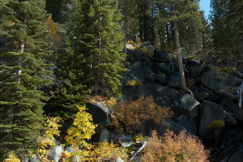 large rocks surrounded by a pile of trees