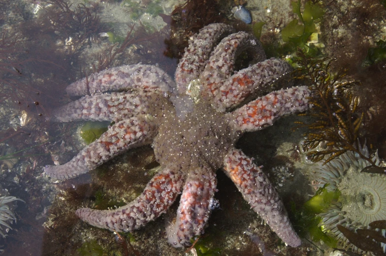 a large starfish lays on a coral with sea life around it