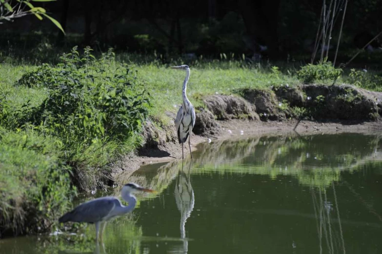 two birds are in the water near bushes