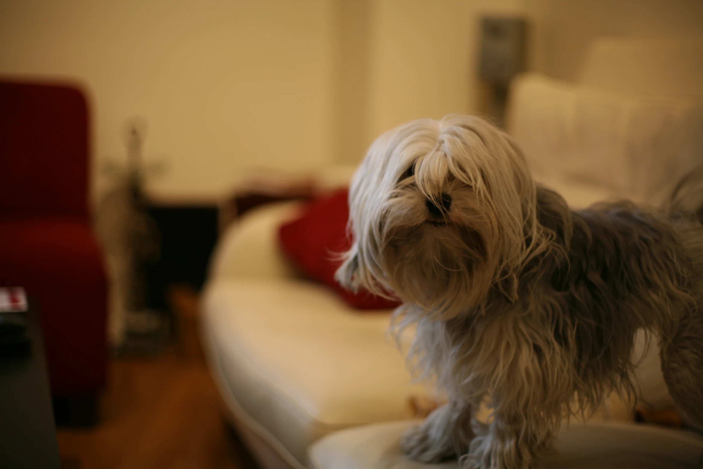 a dog standing on top of a white bed