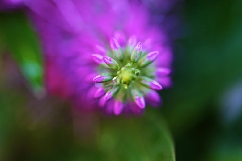 a purple flower with blurry green stems