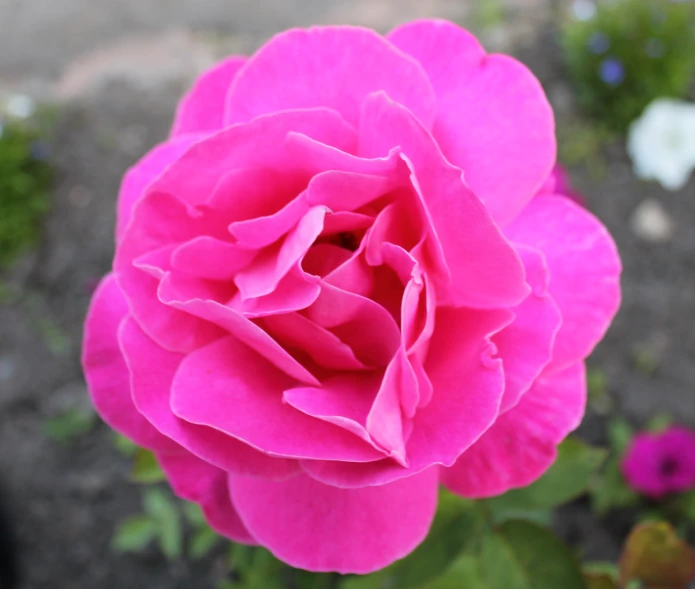 pink rose bloomed in the garden in the day