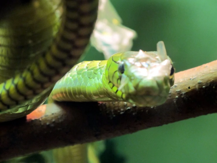 a closeup of a green snake's head with black spots