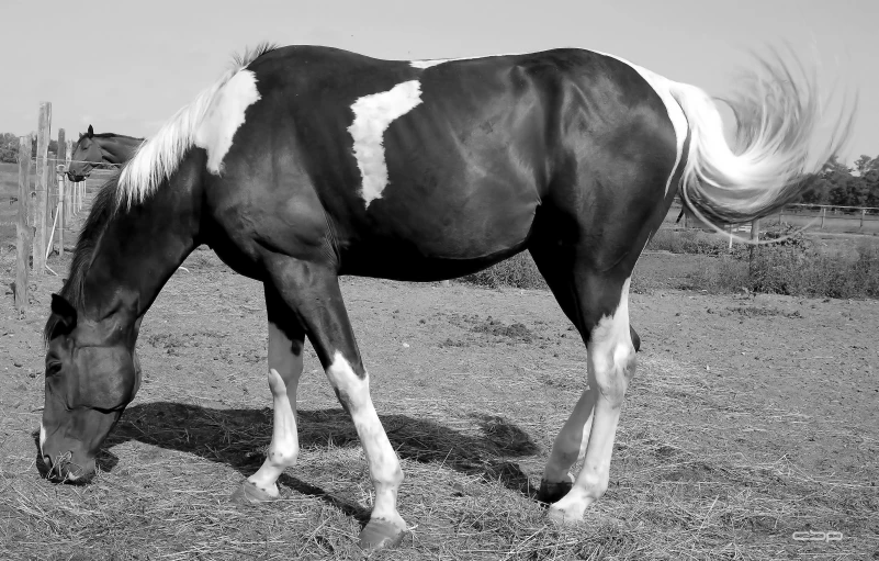 a black and white horse grazing on some dry grass