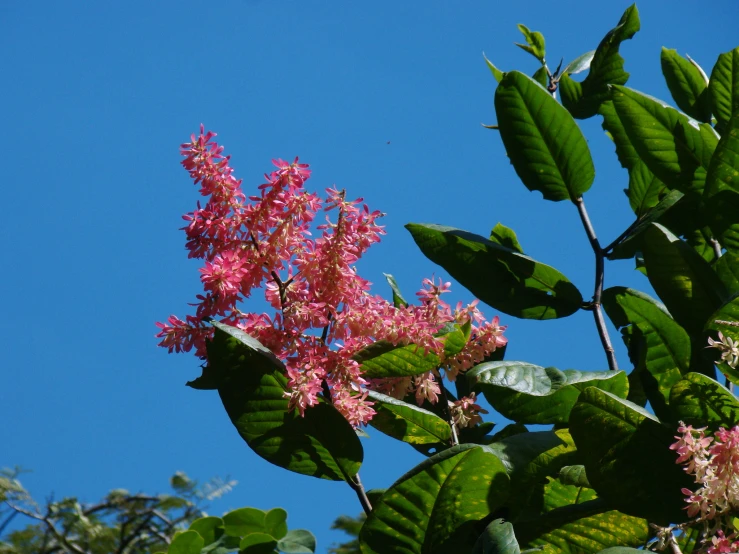 the top of a tree with pink flowers on it