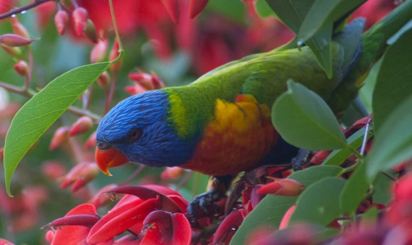 a brightly colored bird is sitting in a tree