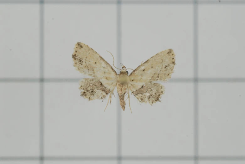 an image of a moth on the wall