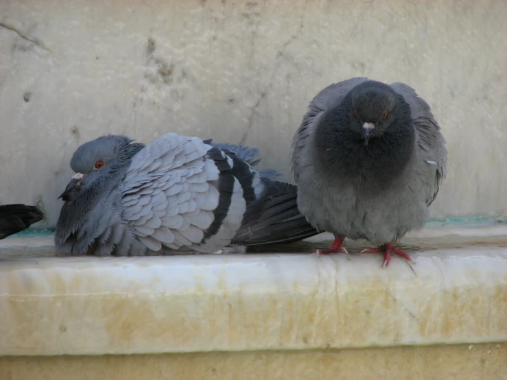 there are two birds perched on the ledge