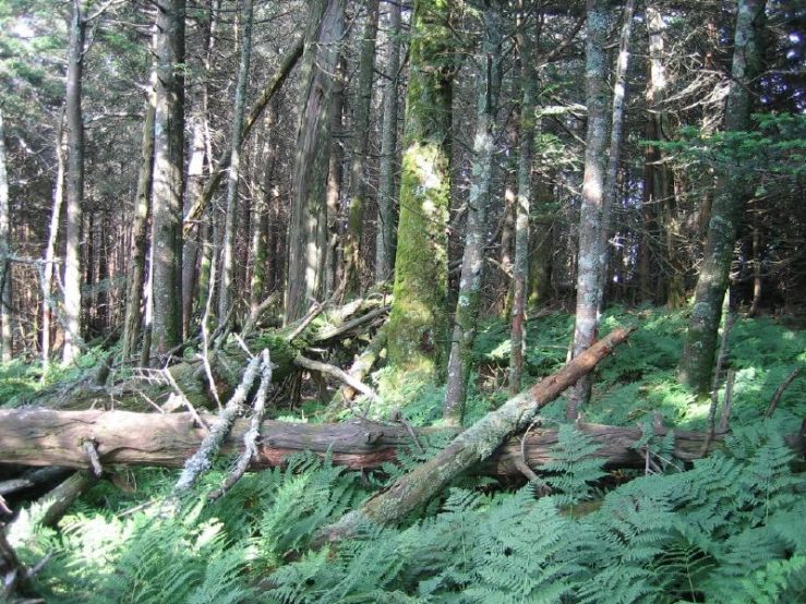 ferns and trees in the woods with large logs