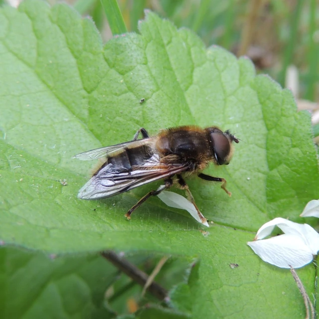 an insect sitting on a leaf in the grass